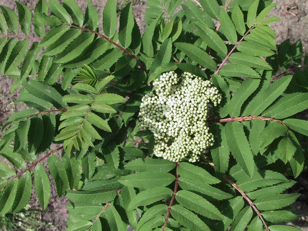 Sorbus aucuparia Fastigiata 02 jung mit Bluete.jpg